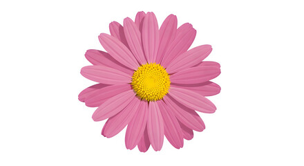 Vibrant pink daisy flower with yellow center isolated on transparent background
