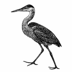 Fototapeta premium Black and white Grey crowned night heron Shore Sea Bird Side High Detail Pen Ink Drawing Hand Style Illustration 