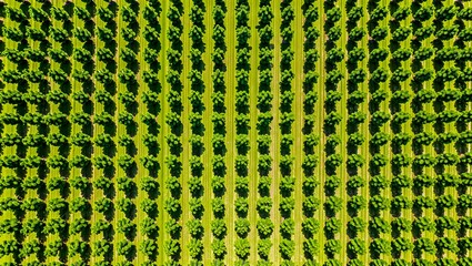 Lush green vineyard rows from above on a sunny day