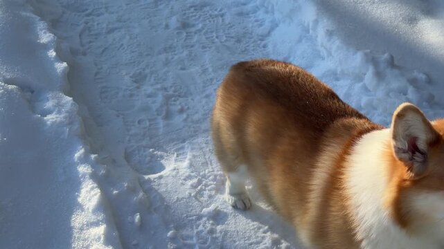 Corgi Dog Walking on Snowy Path Near Heat Pumps. A Corgi walks on a snowy path past a house with heat pumps, the sun shining brightly on the winter residential scene.