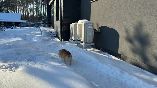 Corgi Dog Walking Away in Snowy Yard with Heat Pumps. A Corgi walks away on a snowy path by a house with heat pumps, capturing a sunny winter day in a residential setting.