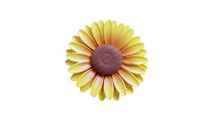 Single yellow sunflower bloom on white background