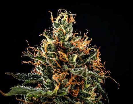 Close-up view of a vibrant cannabis bud, black background