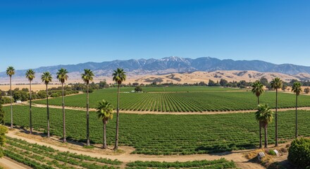 Panoramic view of agricultural landscape with palm trees and mountain backdrop