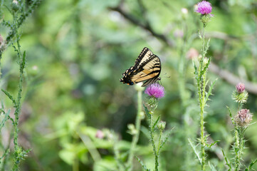 Swallowtail in the wild thistle