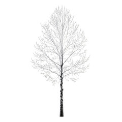 Obraz premium Winter bare tree standing tall isolated in winter.
