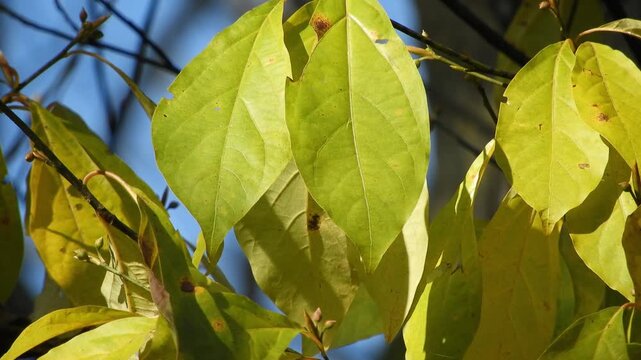 Golden yellow leaves of Lindera umbellata in a deep autumn forest 晩秋の深山で黄金色に輝くオオバクロモジの紅葉 撮影日：20251104-1