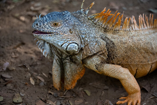 Troncones Guerrero M&egrave;xico 