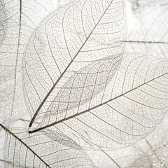Obraz premium Delicate Leaf Veins - A Study in Natural Texture and Detail.