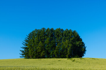 Obraz premium 北海道美瑛2025春-マイルドセブンの丘-