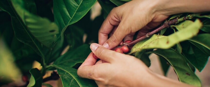 LINDA MANOS RECOGIENDO CAFE COLOMBIANO