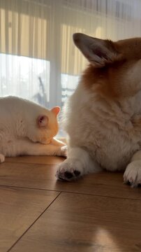 Corgi Dog Licking Lips While Resting on Floor. A close-up shows a Corgi lying on the floor, panting and licking its lips, with a white cat grooming in the sunlit background.