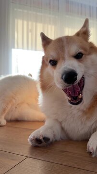 Slow Motion Close Up of Corgi Panting on Floor. A slow-motion close-up captures a Corgi panting on a wooden floor, while a blurred cream cat grooms itself by a window in the background.