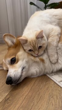 White Cat Hugging Corgi Dog on the Floor. A heartwarming scene captures a white cat resting on a Corgi&rsquo;s neck on the floor, snuggling close in a display of friendship.