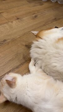 Corgi Dog Yawning While Lying Next to a White Cat. A Corgi lies on its back on a wooden floor, yawning widely next to a playful white cat rolling beside it in a relaxed home setting.