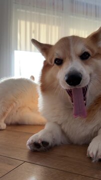 Corgi Dog Panting on Floor with Cat in Background. A Corgi lies on a wooden floor panting, while a cream cat grooms itself in the soft window light in the background.