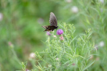 Spicebush butterfly in wildflowers