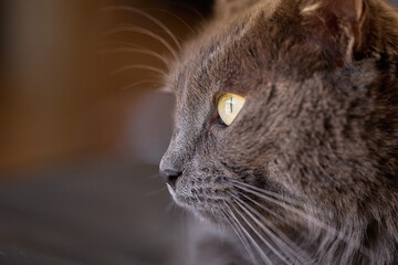 Majestic Gray Cat with Yellow Eyes