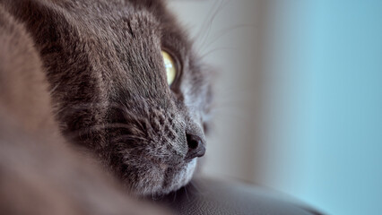 Majestic Gray Cat with Yellow Eyes