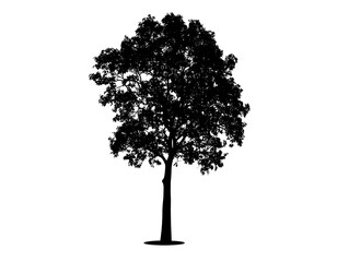 Fototapeta premium A silhouette of a broad tree with a thick trunk and a full, rounded canopy against a stark white backdrop