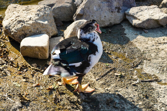 muscovy duck on the riverbank