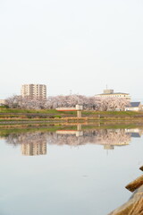Fototapeta premium cherry blossoms view of the city in Japan