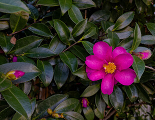 Flowering Camellia Bush