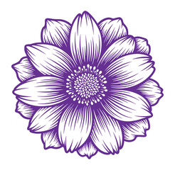 Fototapeta premium Purple flower illustration with white petals and detailed center