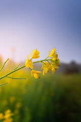 yellow flowers against blue sky