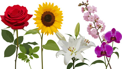 Realistic floral collection with red rose sunflower lily cherry blossom and orchid flowers