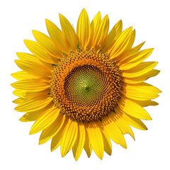 sunflower on white background