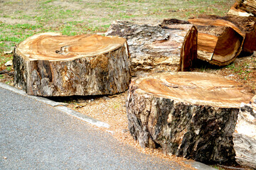 Fototapeta premium A large tree was cut crosswise, revealing the inside of the trunk, and then cut into smaller pieces.