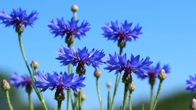 Vibrant purple allium and blue flowers bloom in a lush summer meadow, featuring a macro close-up of a violet chive blossom in nature