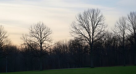 Obraz premium Bare trees silhouetted against a soft twilight sky, with a dark forest and green field, creating a tranquil winter evening landscape