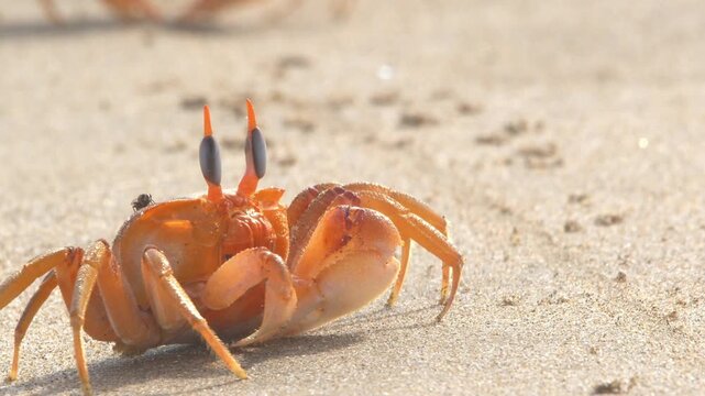 Crab eating in close up with fly resting on shell Piura Peru