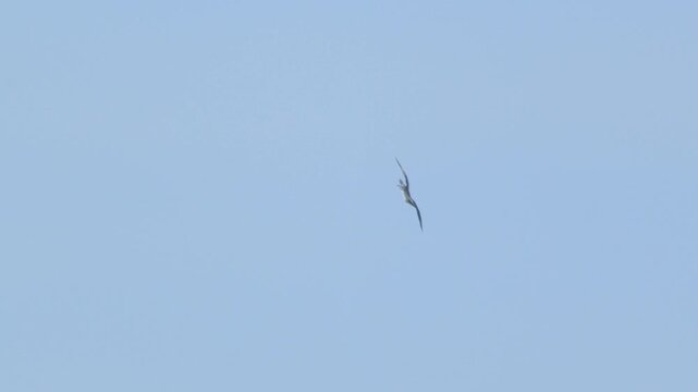 Peruvian booby banking and plunge diving into the sea Piura Peru