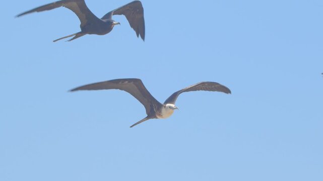 Two frigatebirds flying together in slow motion Piura Peru