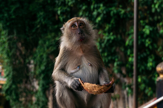 Long-tailed Macaque sitting with coconut shell, wildlife portrait in natural habitat