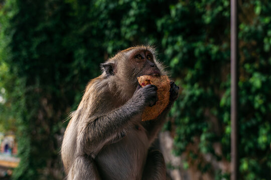Long-tailed Macaque eating from a coconut shell, close-up primate behavior