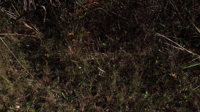 A beautiful butterfly rests on a twig, then takes off and disappears. The scene is set on a lovely patch of grass with a variety of twigs scattered around.