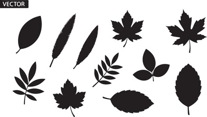 A diverse collection of stylized black silhouette leaves and feather designs for nature-inspired graphics Vector © Ripon