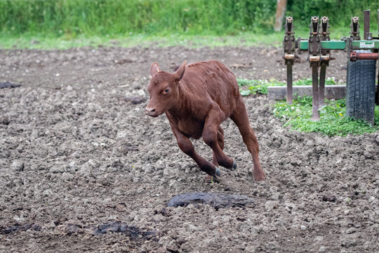 Red Poll calf running through a cattle lot with a field cultivator off to the side behind it.