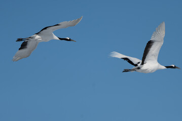 Obraz premium Pair of Red-crowned Cranes flying