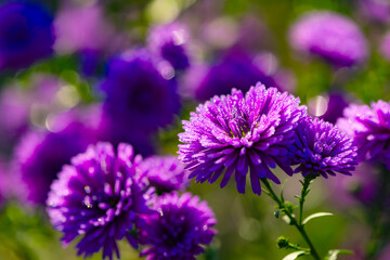 Obraz premium Asteraceae Aster perennial herbaceous plants
