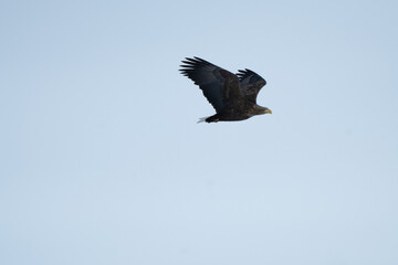 Obraz premium White-tailed Eagle flying