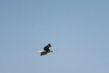 Fototapeta premium Steller's Sea Eagle flying