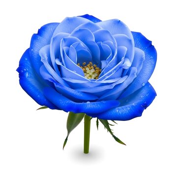 Single Blue Rose With Stem Images – Browse 10,877 Stock Photos