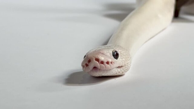 Close Up of Leucistic Ball Python Flicking Tongue on White Background