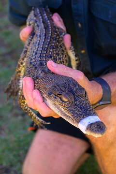 A wildlife handler holds a small crocodile with its snout taped for safety, showcasing its intricate skin patterns. Perfect for reptile education, zoo marketing, and conservation content.