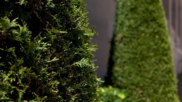 Manicured Cypress Trees in the Australian War Memorial Garden